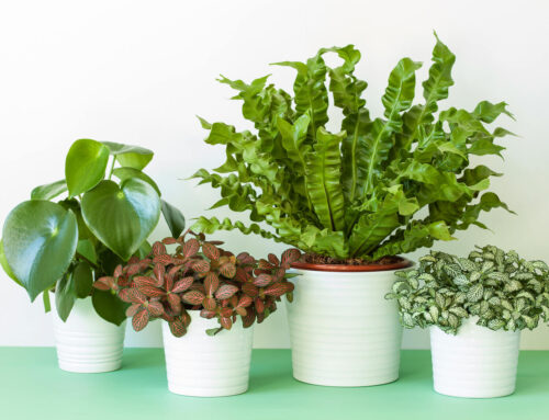 Bring Tired Plants Back to Life