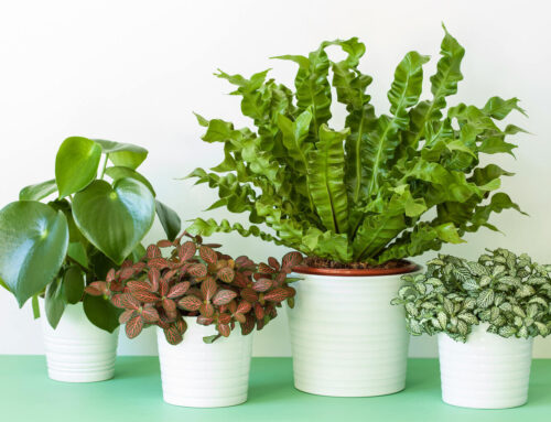 Bring Tired Plants Back to Life