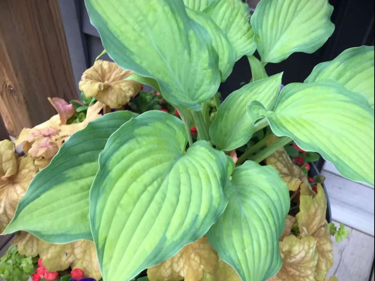 Collingwood Blue Mountains seasonal planter subscriptions winter